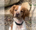 Small Brittany