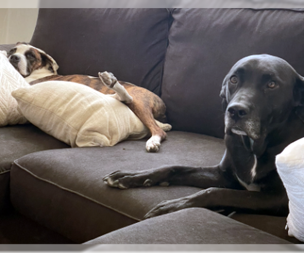 Medium Photo #3 Labrador Retriever-Unknown Mix Puppy For Sale in Ventura, CA, USA