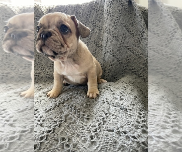 Medium Photo #4 French Bulldog Puppy For Sale in OCEANSIDE, CA, USA