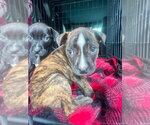 Small #2 Breeder Profile image