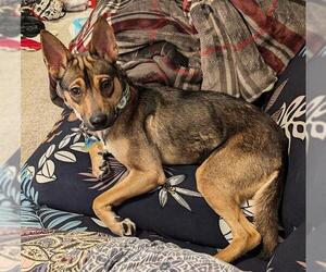 Chihuahua-Unknown Mix Dogs for adoption in San Antonio, TX, USA