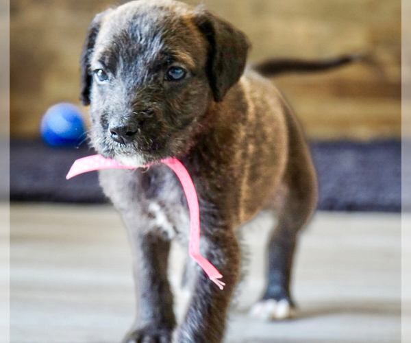 Medium Photo #6 Doodle-Great Dane Mix Puppy For Sale in PALM COAST, FL, USA