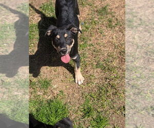 Mutt Dogs for adoption in garner, NC, USA