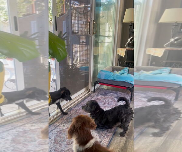 Medium Photo #4 Dachshund-Unknown Mix Puppy For Sale in San Diego, CA, USA