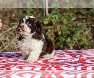 ShihPoo Puppy for sale in DYERSBURG, TN, USA