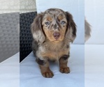 Small Photo #1 Dachshund Puppy For Sale in BEECH GROVE, IN, USA