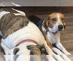 Bubba - Male Beagle Puppy for Sale - Small photo