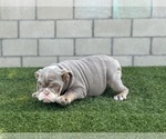 Small Photo #27 English Bulldog Puppy For Sale in FRESNO, CA, USA