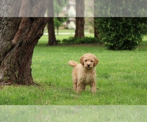 Goldendoodle Puppy for sale in FAIR GROVE, MO, USA