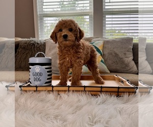 Goldendoodle (Miniature) Puppy for sale in INDIANAPOLIS, IN, USA