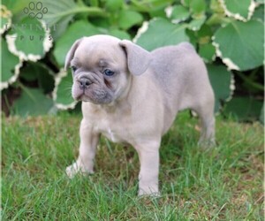 French Bulldog Puppy for sale in LANCASTER, PA, USA