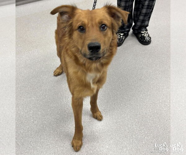 Medium Photo #3 Golden Retriever-Unknown Mix Puppy For Sale in Washington, DC, USA