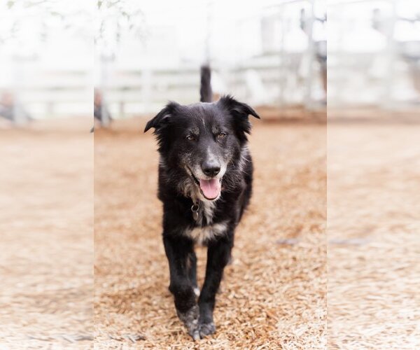 Medium Photo #5 Border Collie-Unknown Mix Puppy For Sale in  Ramona, CA, USA