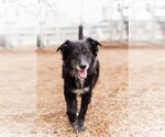 Small #4 Border Collie Mix