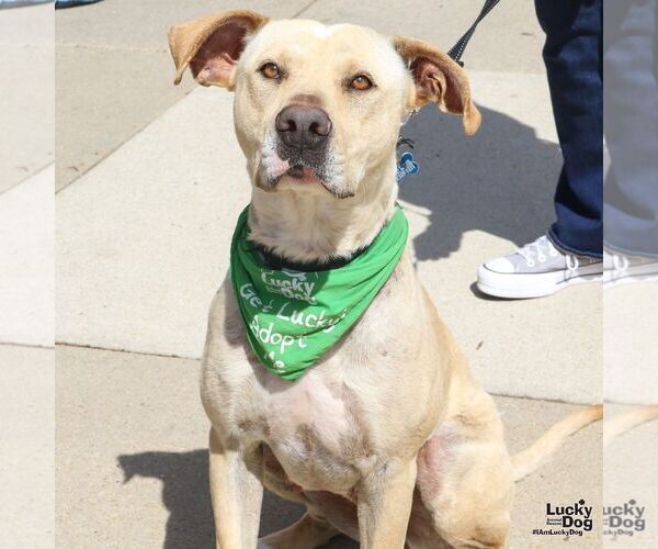 Medium Photo #17 Labrador Retriever-Retriever  Mix Puppy For Sale in Washington, DC, USA
