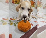 Small Photo #8 Golden Labrador Puppy For Sale in Attalka, AL, USA