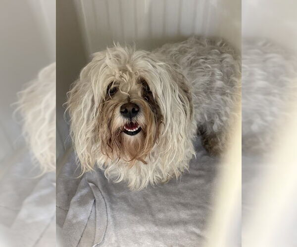 Medium Photo #1 Maltese-Unknown Mix Puppy For Sale in Las Vegas, NV, USA