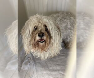 Maltese-Unknown Mix Dogs for adoption in Las Vegas, NV, USA