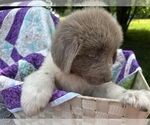 Small Photo #8 Newfoundland Puppy For Sale in JACKSON, NJ, USA