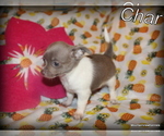 Small Photo #1 Chihuahua Puppy For Sale in WISTER, OK, USA