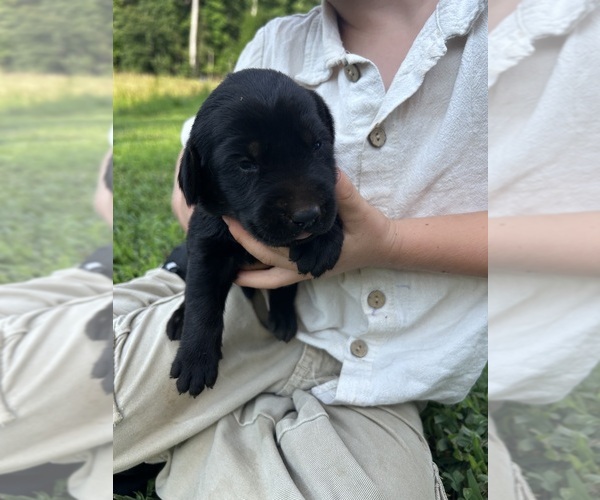 Medium Photo #2 Labrador Retriever Puppy For Sale in AMHERST, VA, USA