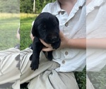 Small #1 Labrador Retriever