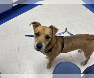 Unknown-Wheaten Terrier Mix Dogs for adoption in Greenbelt, MD, USA