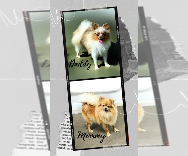 Medium Photo #6 Pomeranian Puppy For Sale in ORRVILLE, OH, USA