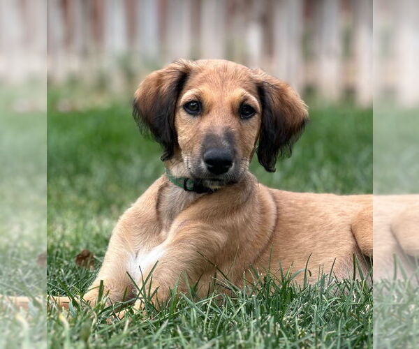 Medium Photo #1 Greyhound-Saluki Mix Puppy For Sale in Laramie, WY, USA