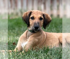 Greyhound-Saluki Mix Dogs for adoption in Laramie, WY, USA