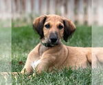 Small Photo #1 Greyhound-Saluki Mix Puppy For Sale in Laramie, WY, USA