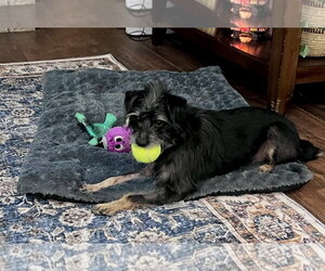 Sabbath Oct 26 in foster care in Lexington SC - Male Mutt Dog for Adoption - Photo #8