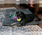 Small Photo #8 Mutt Puppy For Sale in Pacolet, SC, USA