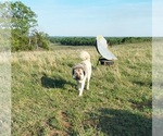 Small Photo #1 Anatolian Shepherd Puppy For Sale in ELK FALLS, KS, USA