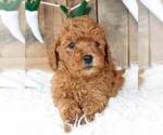 Small Photo #3 Goldendoodle (Miniature) Puppy For Sale in MERRITT ISLAND, FL, USA