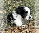 Puppy 1 Aussiedoodle Miniature -Maltese Mix