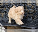 Small Photo #15 Pom-A-Poo Puppy For Sale in BREMEN, IN, USA