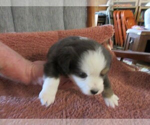 Medium Australian Shepherd