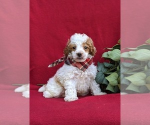 Poodle (Toy) Puppy for sale in OXFORD, PA, USA