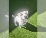 Small #22 Jack Russell Terrier Mix
