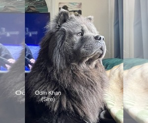 Father of the Chow Chow puppies born on 12/19/2022