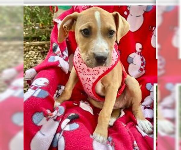 Medium Photo #1 Boxador Puppy For Sale in Missouri City, TX, USA