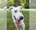 Small Great Pyrenees Mix