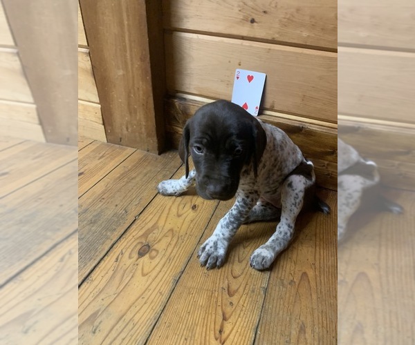 Medium Photo #3 German Shorthaired Pointer Puppy For Sale in FLEETWOOD, NC, USA