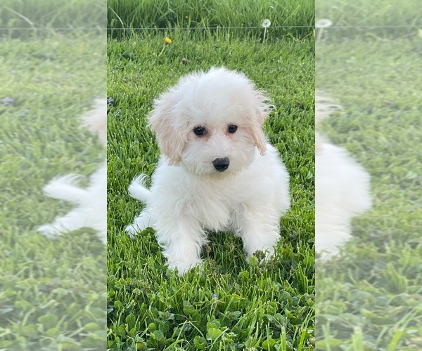 Medium Photo #3 Bichon Frise Puppy For Sale in CANOGA, NY, USA