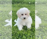 Small #2 Bichon Frise