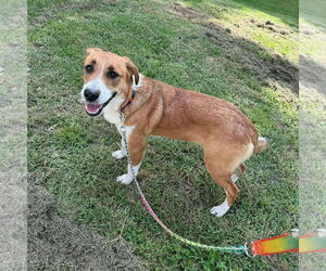 Labrador Retriever-Unknown Mix Dogs for adoption in Windsor, MO, USA