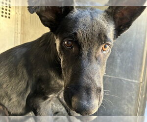 German Shepherd Dog Dogs for adoption in Rancho Cucamonga, CA, USA
