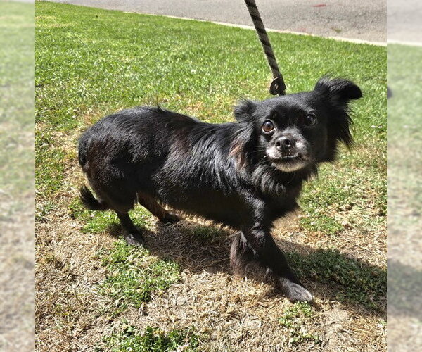 Medium Photo #1 Chihuahua Puppy For Sale in Long Beach, CA, USA