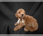 Small #1 Goldendoodle